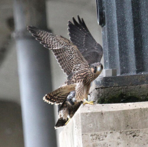 A look at bringing peregrine falcons back to PA after DDT effects